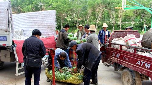 太和临泉吃瓜群众,吃瓜群众的夏日狂欢