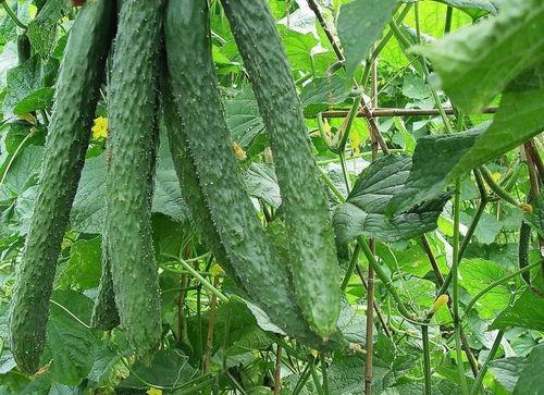 家种高瓜怎么吃,解锁家常种植高瓜的多样美味