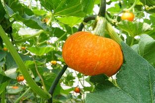 主角吃瓜系统,主角的趣味人生指南