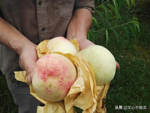 秋天有没有头茬瓜吃