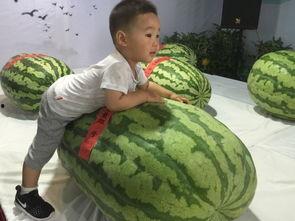 普宁吃瓜事件,一场网络舆论的风暴与反思