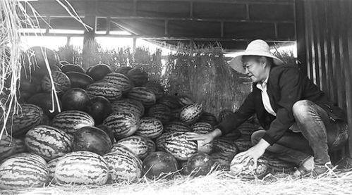 鹭岛吃瓜群众事件,揭秘网络舆论的风暴与反思