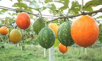 坐月子吃吊瓜,吊瓜的营养与食用指南