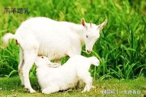 吃瓜小羊仔,揭秘娱乐圈那些不为人知的幕后故事