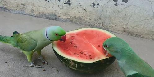 鹦鹉吃瓜方式,鹦鹉的独特吃瓜技巧揭秘