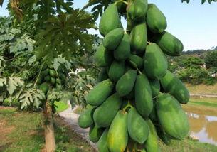 树瓜能淹了吃吗,既能观赏又能品尝的天然美味