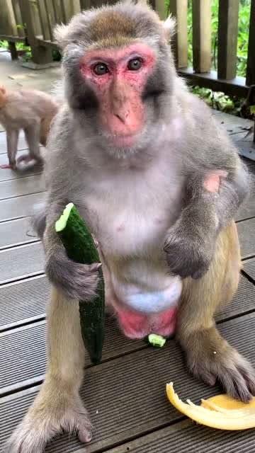 猴子吃瓜技术,揭秘动物界的智慧食趣