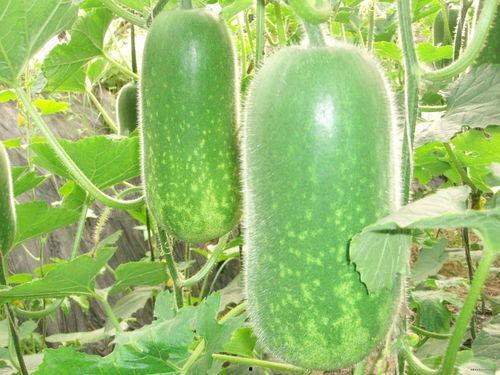 沙特吃瓜视频大全,揭秘中东国家的生活百态