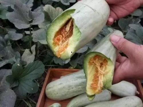 王蔓蔓怀孕吃瓜,王蔓蔓甜蜜分享孕期生活点滴