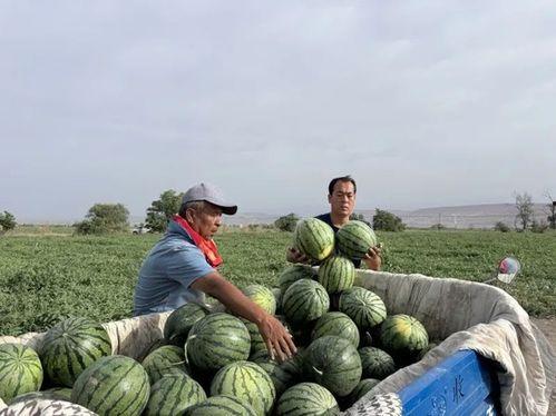 绿洲吃瓜在哪里,揭秘热门话题背后的秘密