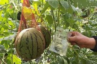 无锡吃瓜女销售,揭秘网络红人的争议与影响