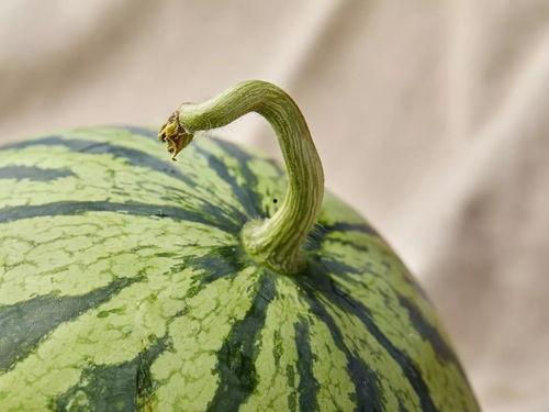 上海吃瓜案件,一场网络舆论的风波与反思