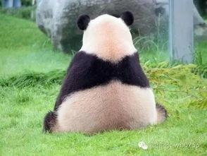 小屁屁吃瓜,揭秘娱乐圈那些不为人知的幕后故事