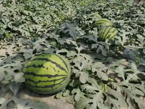 寿光万达吃瓜,揭秘背后真相与反思