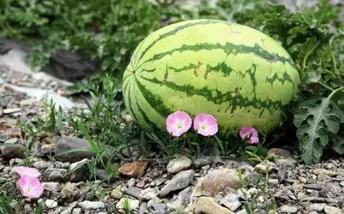 吃瓜泉,揭秘民间传说的神奇水源