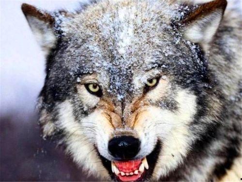 遇狼by吃瓜人讲的啥,吃瓜人讲述的惊险求生记