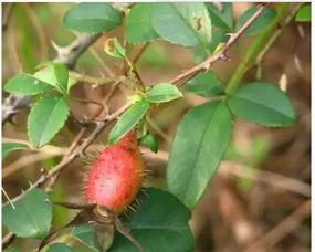 吃瓜的木子子,揭秘娱乐圈的“瓜田”趣事