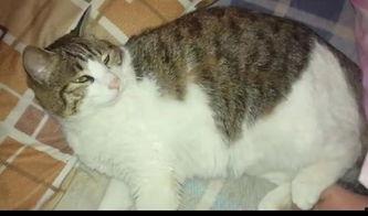 猫猫吃瓜文案,猫咪的趣味生活瞬间