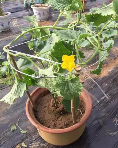 吃火银瓜的好处,神奇果实，养生保健的天然良药