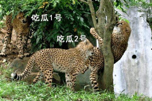 猎豹吃瓜,揭秘猎豹吃瓜的惊心动魄瞬间