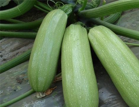 吃瓜截图可以PS吗,PS技术下的视觉奇观