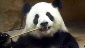 小羽囡囡吃瓜,揭秘娱乐圈那些事儿