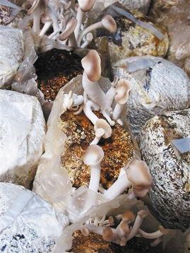 蘑菇视频在线吃瓜,在线吃瓜，畅享娱乐盛宴