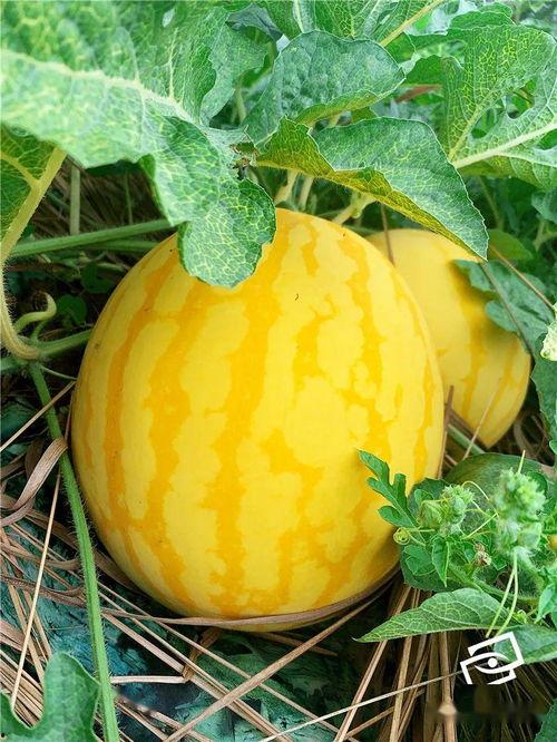 美少女吃瓜,揭秘娱乐圈幕后真相