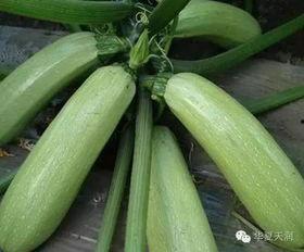 长小瓜怎么吃,探索美味新境界