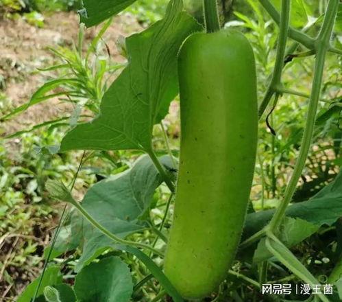 瓠子葫芦瓜怎么吃