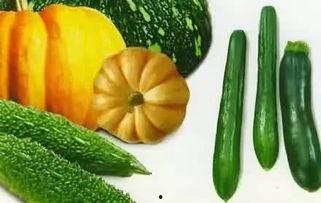 北风吃瓜,一场别开生面的冬日盛宴