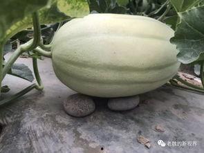 去瓜地找个瓜吃,瓜地探险记